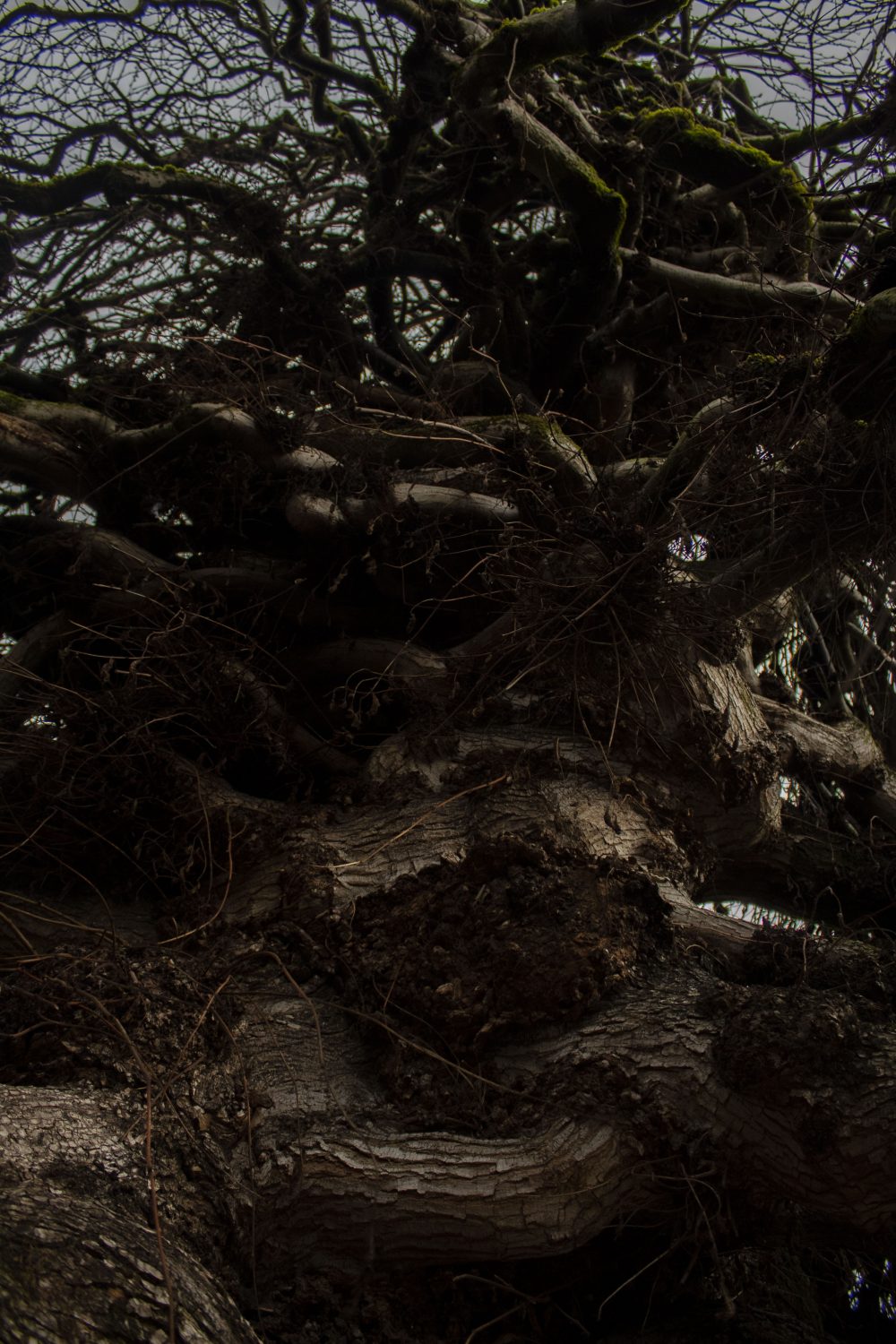 Cannon McMahon, Tree, 2020, digital photograph