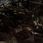 Cannon McMahon, Tree, 2020, digital photograph