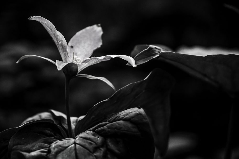 Rachel Pike, Trillium, 2020, digital photograph