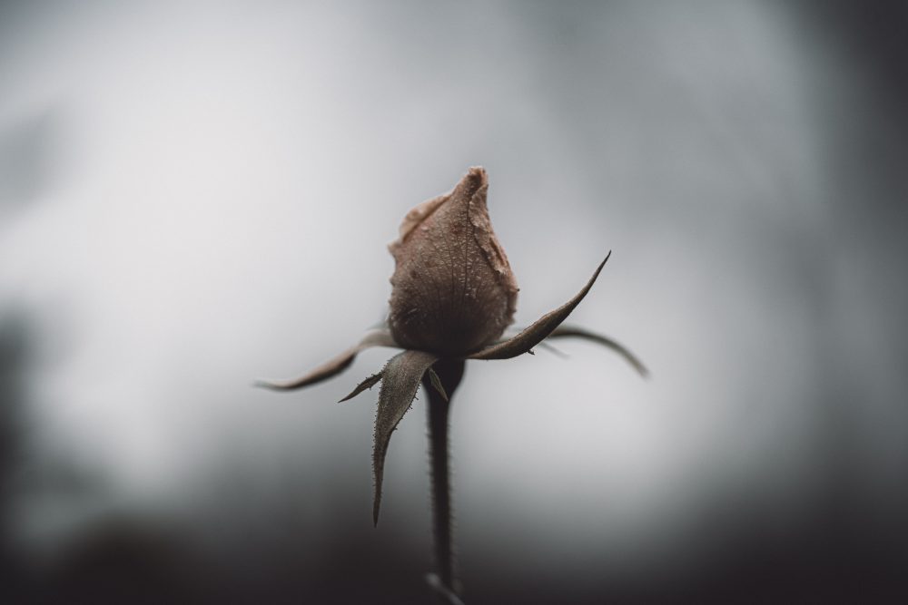 Matt Reed, Reaching Rose, 2020, digital photograph