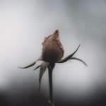 Matt Reed, Reaching Rose, 2020, digital photograph