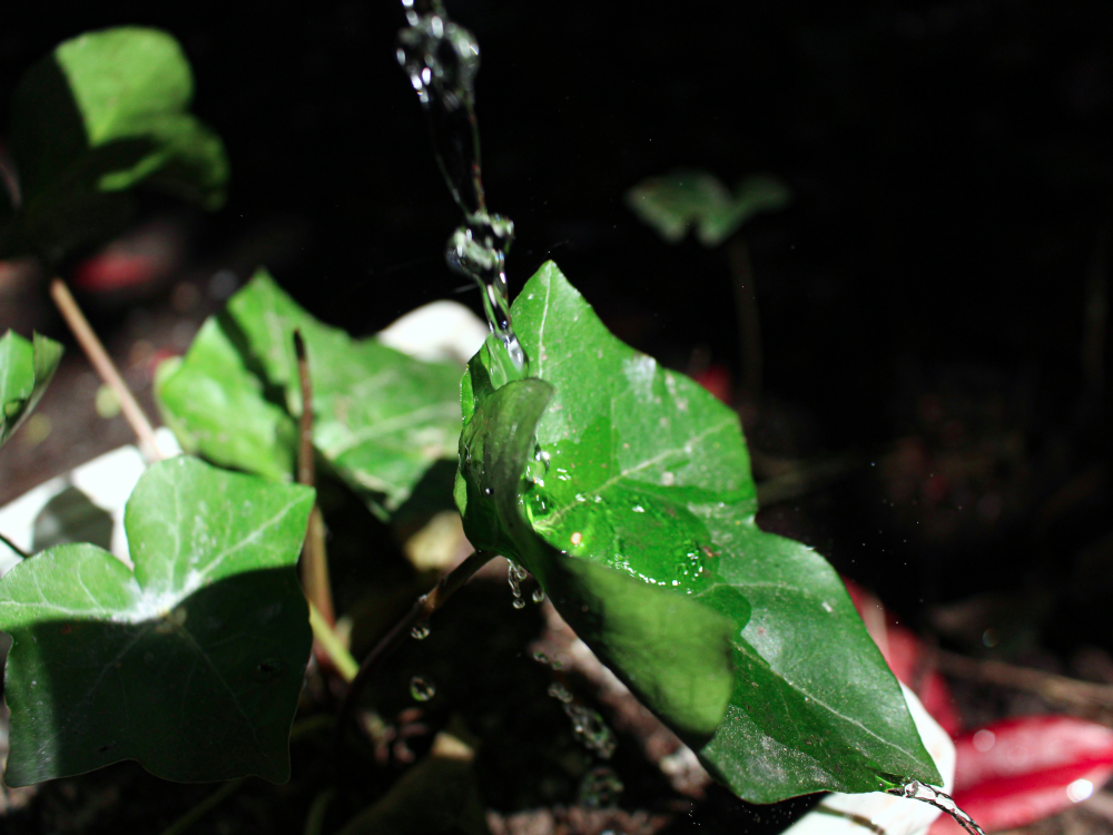 James Rowat, Flawed, 2020, digital photograph, camera raw filter