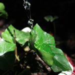 James Rowat, Flawed, 2020, digital photograph, camera raw filter