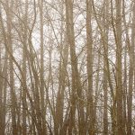 Max Santiago, Into the Trees, 2020, digital photograph