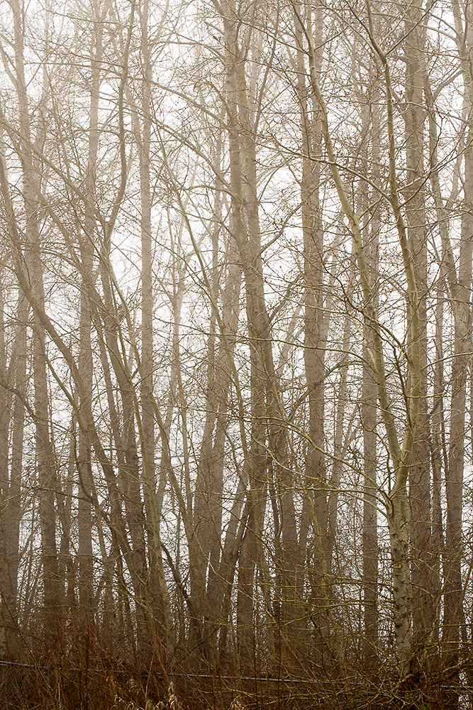 Max Santiago, Into the Trees, 2020, digital photograph
