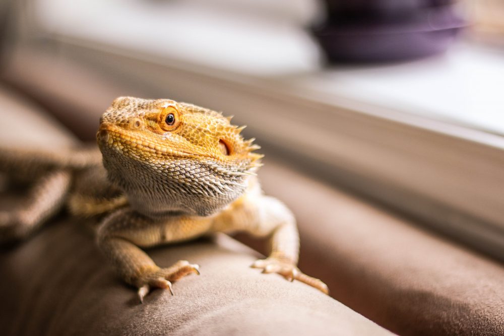 Tanner Todd, Untitled, 2020, digital photograph, post-processing in photoshop