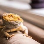 Tanner Todd, Untitled, 2020, digital photograph, post-processing in photoshop