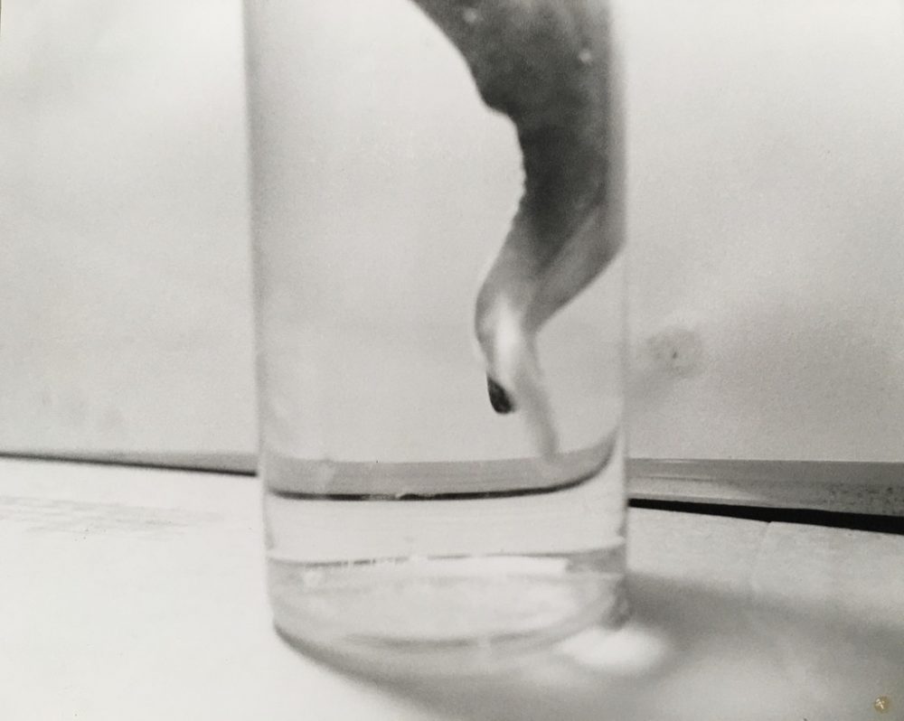 Tyler Hohnstein, Whale Tale, 2005, photograph, 8" x 10"