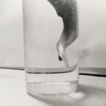 Tyler Hohnstein, Whale Tale, 2005, photograph, 8" x 10"