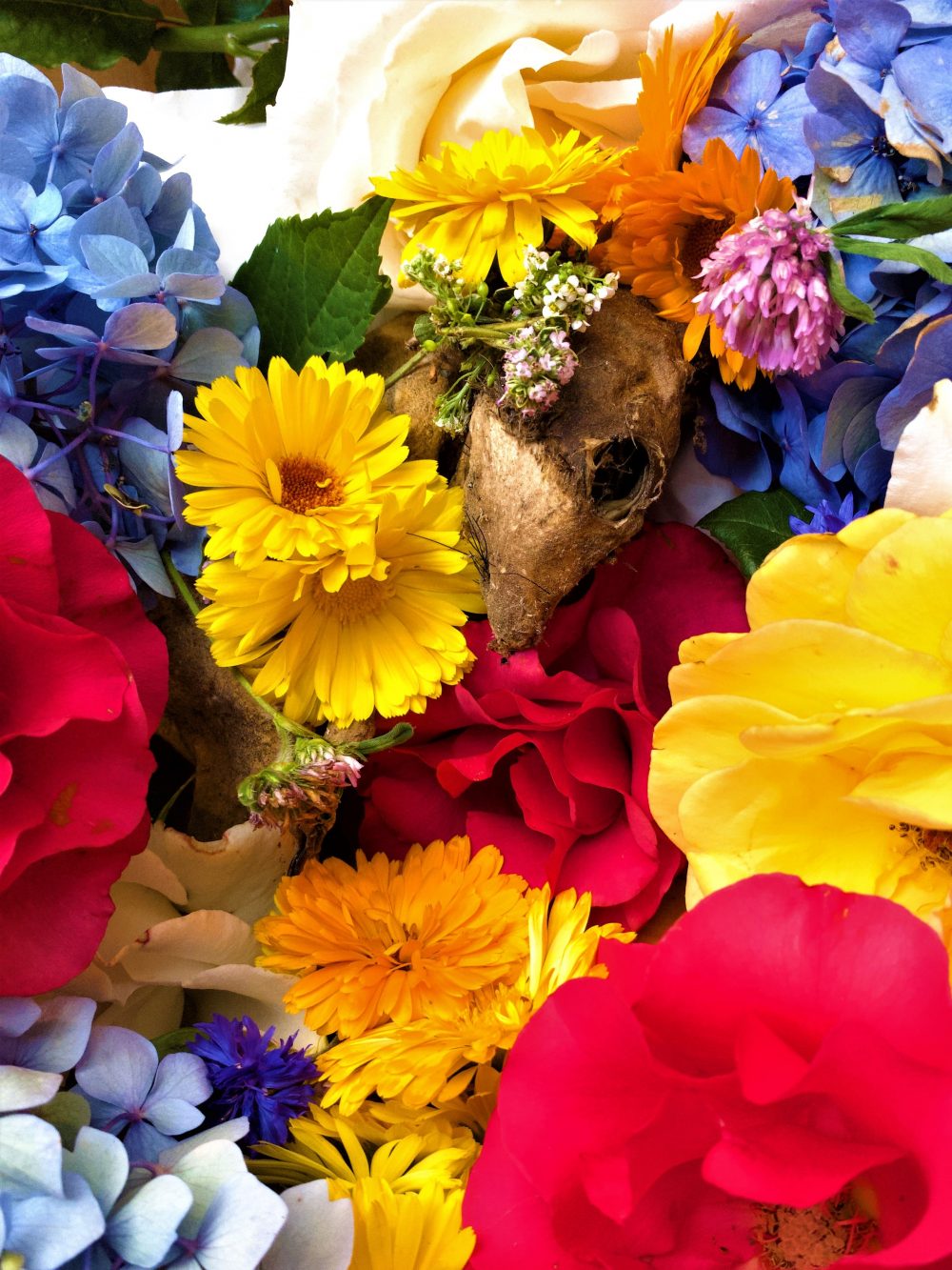A close-up photograph of flowers of different colors.