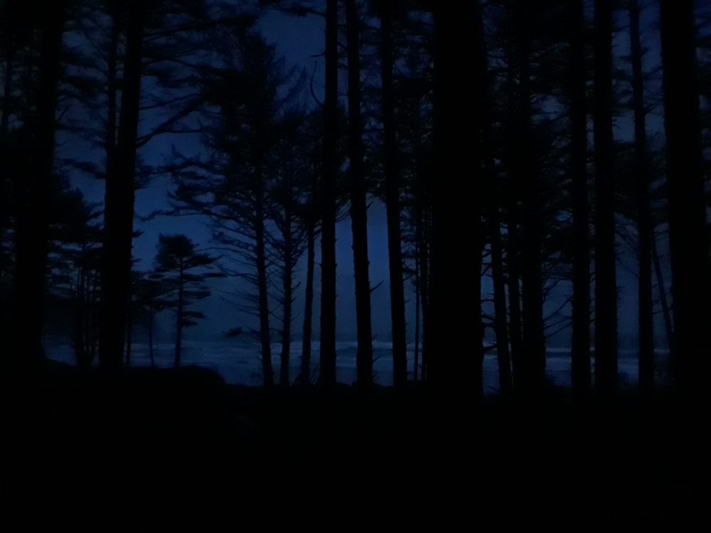 This is a picture of the ocean through the trees at dawn, hues of blue intermixed between the dark trees.
