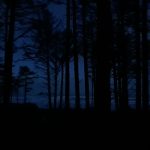 This is a picture of the ocean through the trees at dawn, hues of blue intermixed between the dark trees.