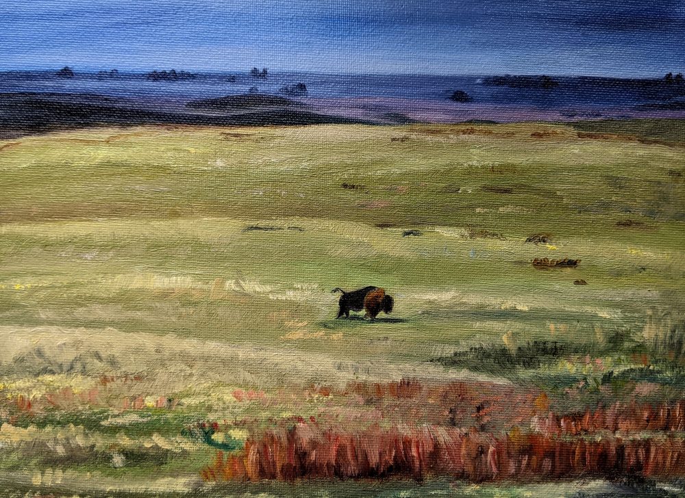 This is a buffalo standing alone in an empty field.