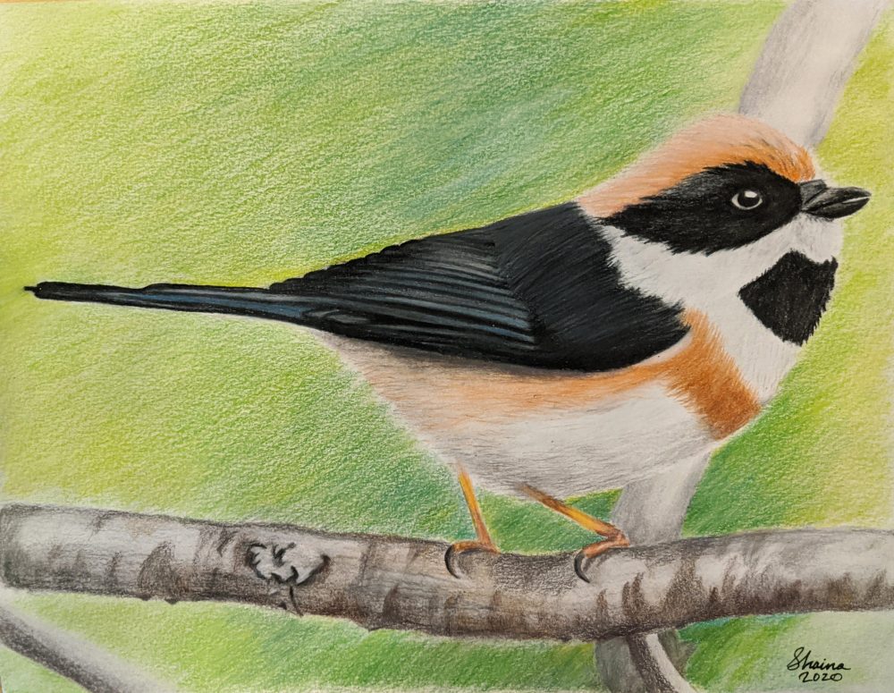 A colored pencil portrait of a black-throated bushtit perched on a branch facing the right side of the paper, with a green background.