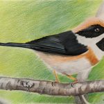 A colored pencil portrait of a black-throated bushtit perched on a branch facing the right side of the paper, with a green background.