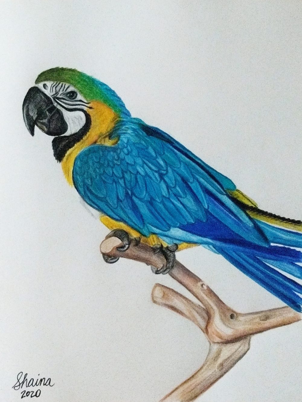 A colored pencil portrait of a blue-and-gold macaw perched on a small stick, with the macaw facing away from the viewer with its head turned over its shoulder toward the viewer.