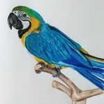 A colored pencil portrait of a blue-and-gold macaw perched on a small stick, with the macaw facing away from the viewer with its head turned over its shoulder toward the viewer.