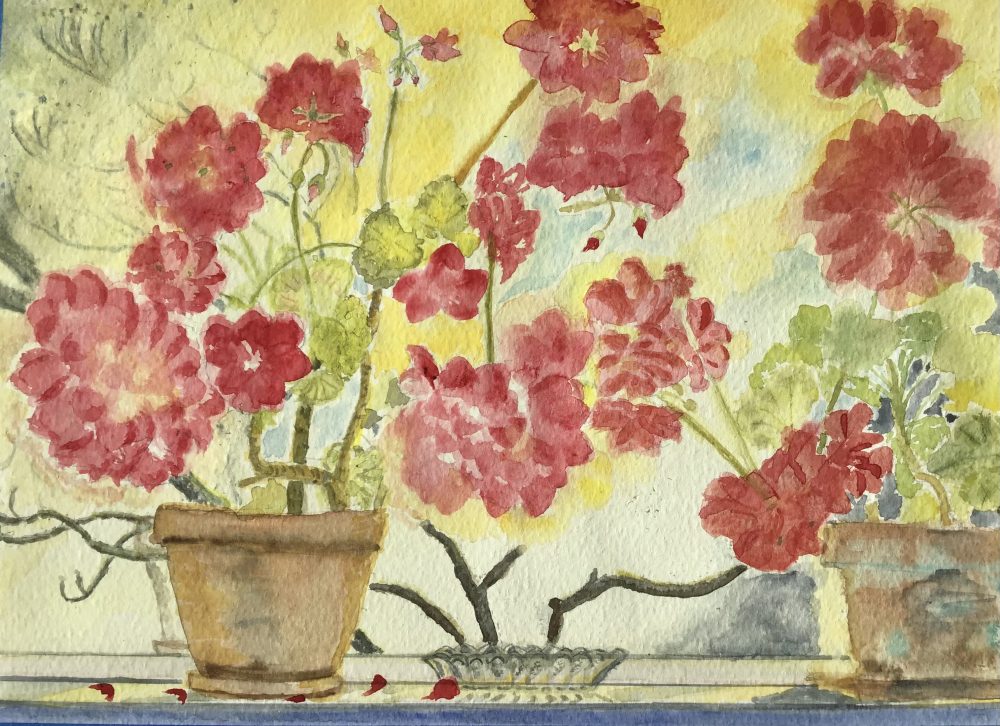 There are two red geraniums with a small glass dish between them. A few petals have fallen off too. The reflection of the afternoon winter sunlight on the window makes it hard to see there is a dogwood tree outside the window that is leafless but with buds.