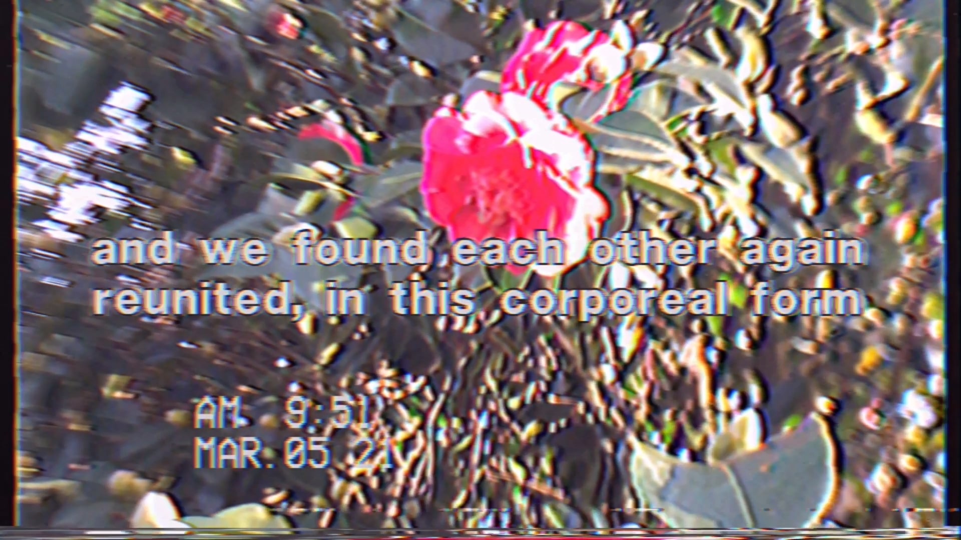 A blurry image of a neon pink flower as it hangs almost in the center of the frame, surrounded by leaves. The text in the middle of the screen reads: “and we found each other again / reunited, in this corporeal form.” The timestamp on the video says that it was taken March 05th, 2021 at 9:51am.