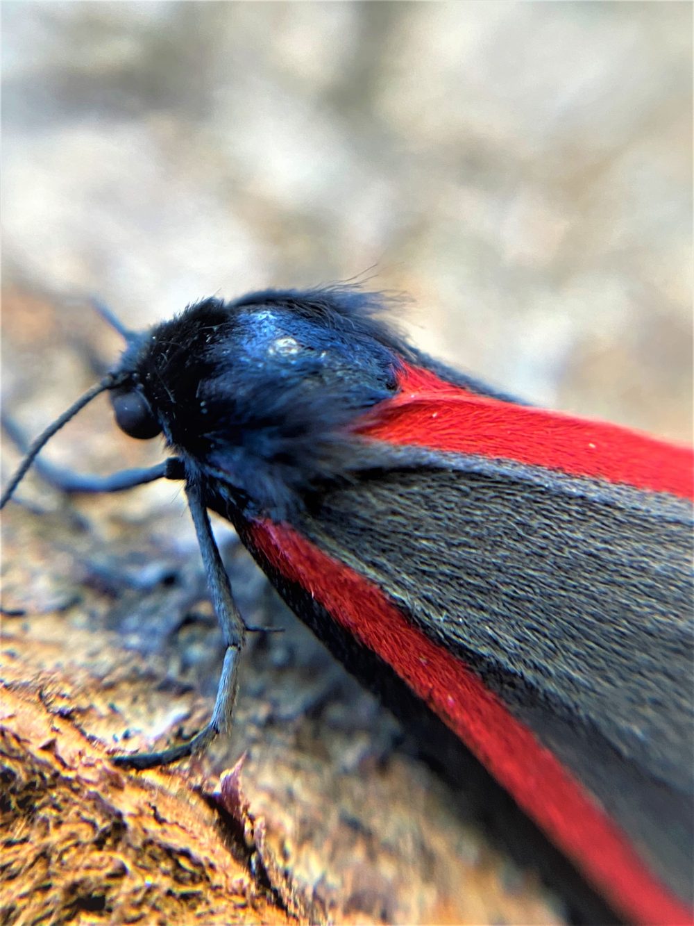 Photograph of a purdy moth.