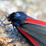 Photograph of a purdy moth.