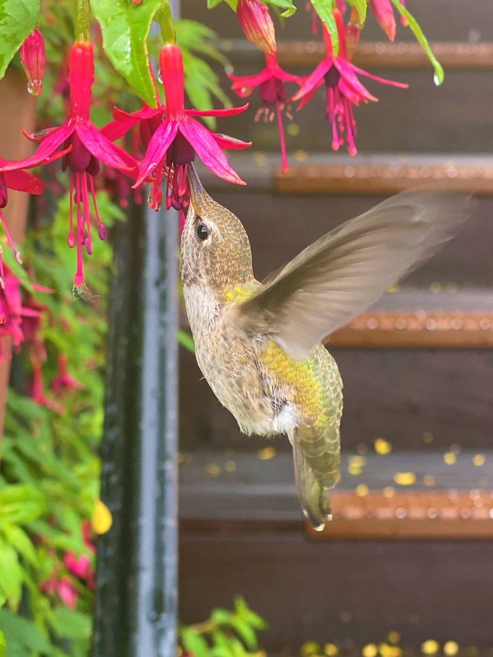 A lovely Anna's hummingbird (Calypte anna).