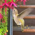 A lovely Anna's hummingbird (Calypte anna).