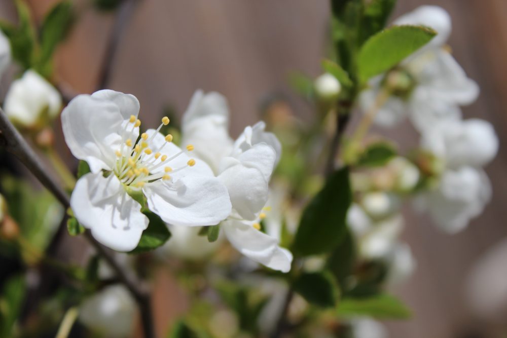 A photograph focusing on a white cherry blossom that has just bloomed.
