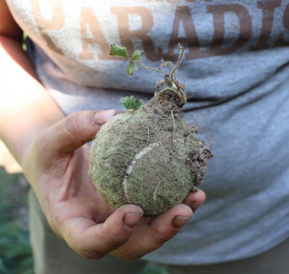 An image of a green tennis ball with plant-life growing out of it, being held by a woman in a grey 'paradise' t-shirt.