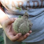 An image of a green tennis ball with plant-life growing out of it, being held by a woman in a grey 'paradise' t-shirt.