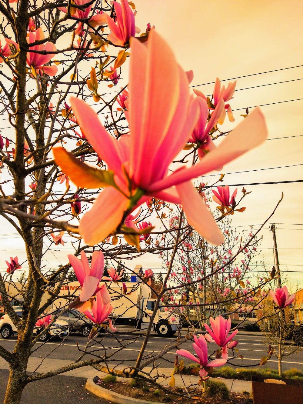 A close-up photograph of a blooming tree with a busy street in the background.