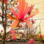A close-up photograph of a blooming tree with a busy street in the background.