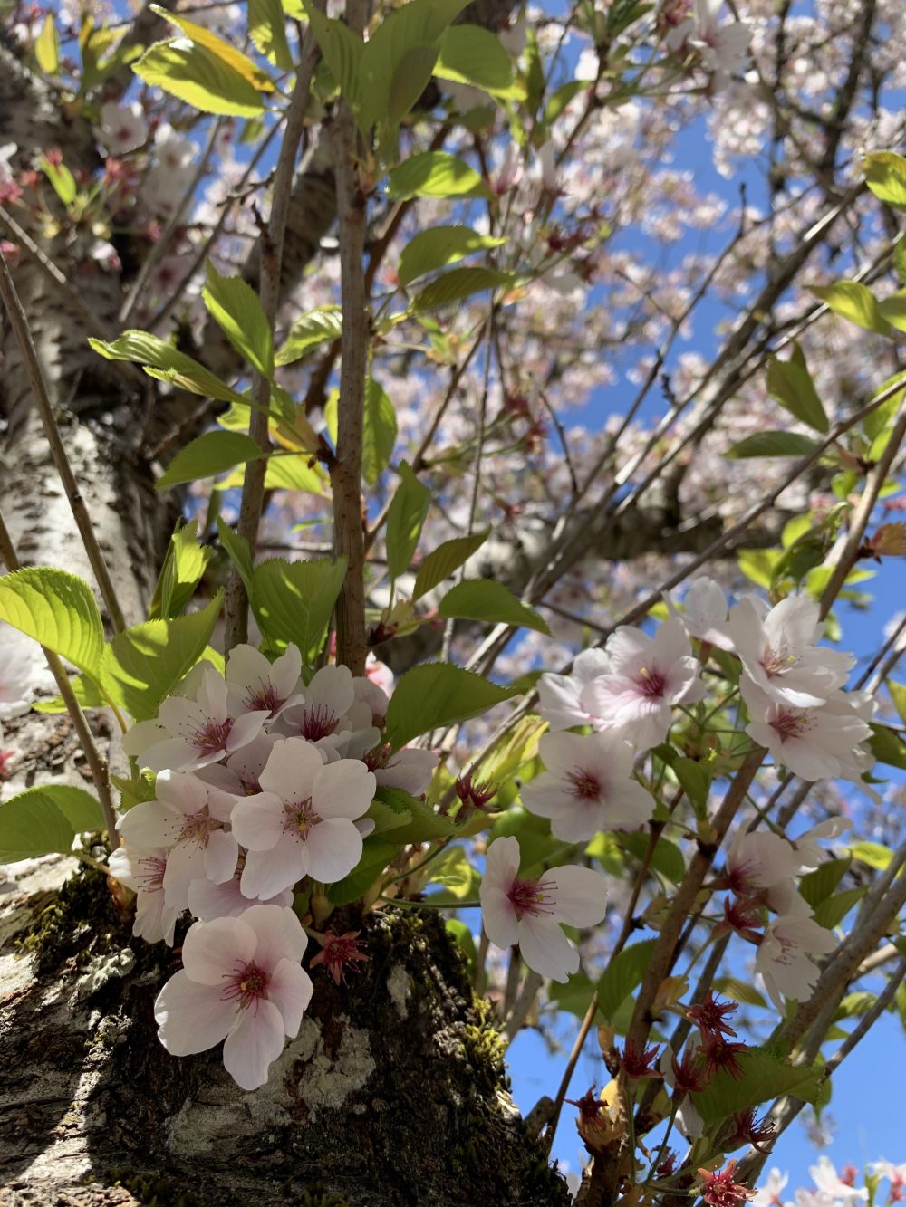 Looking up upon a tree from below, of a branch bunch of cherry blossoms as the tree is in full bloom.