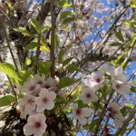 Looking up upon a tree from below, of a branch bunch of cherry blossoms as the tree is in full bloom.