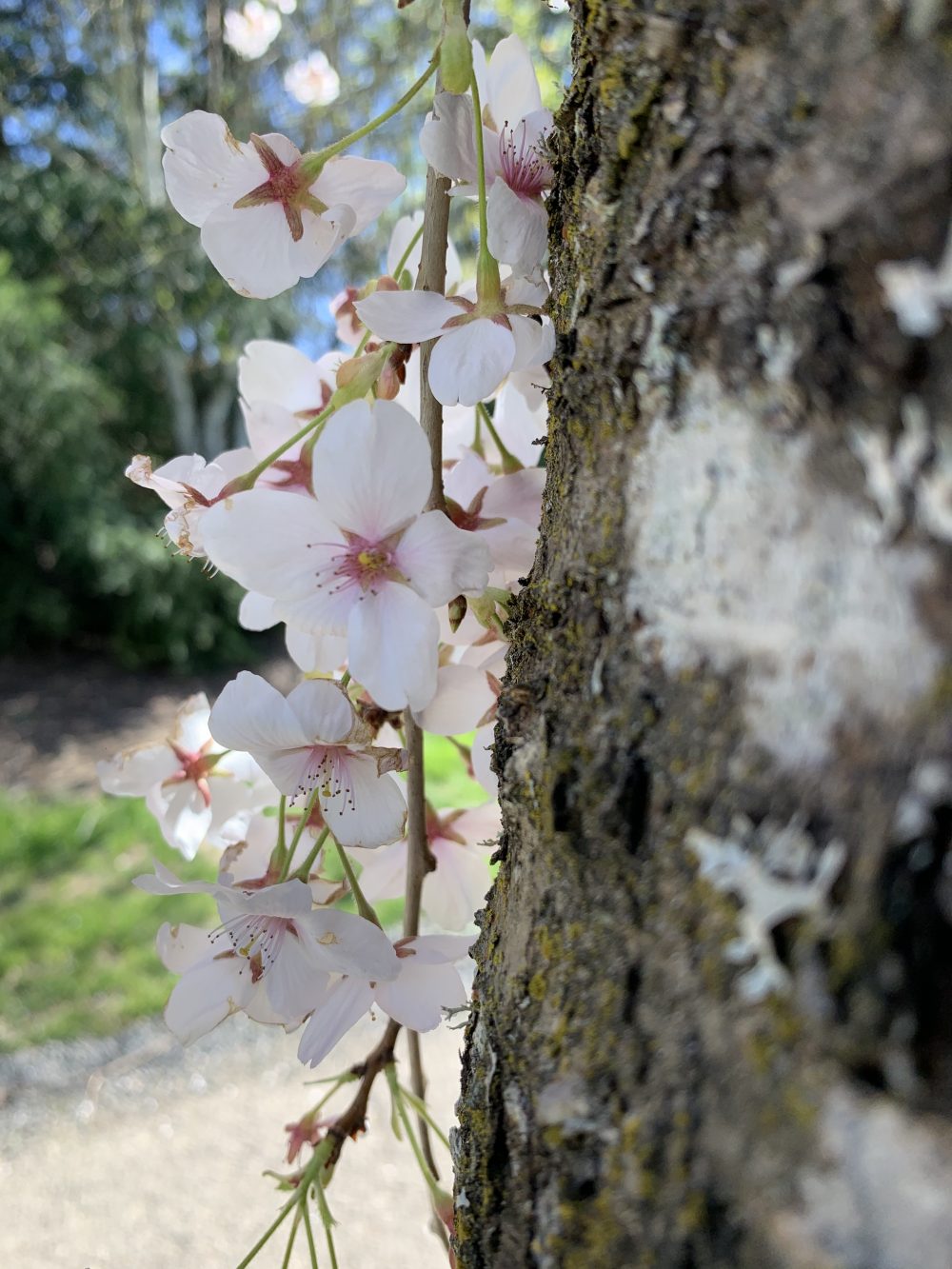 Side View of Cherry Blossoms along a tree, with blue sky in the background.