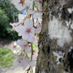 Side View of Cherry Blossoms along a tree, with blue sky in the background.