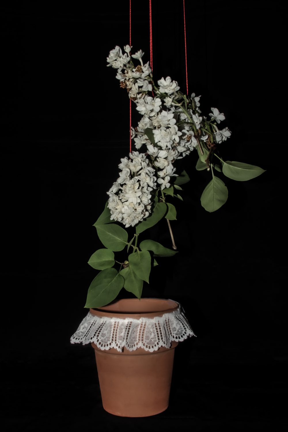 A pot and flowers floating in space, held up by bright red strings.