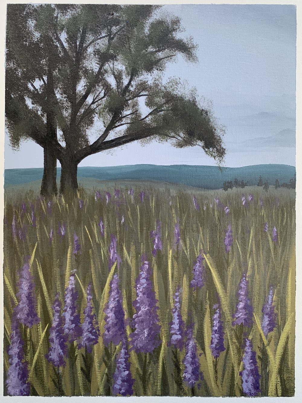 Lonely oak tree in a field of lilac flowers, overseeing hills.