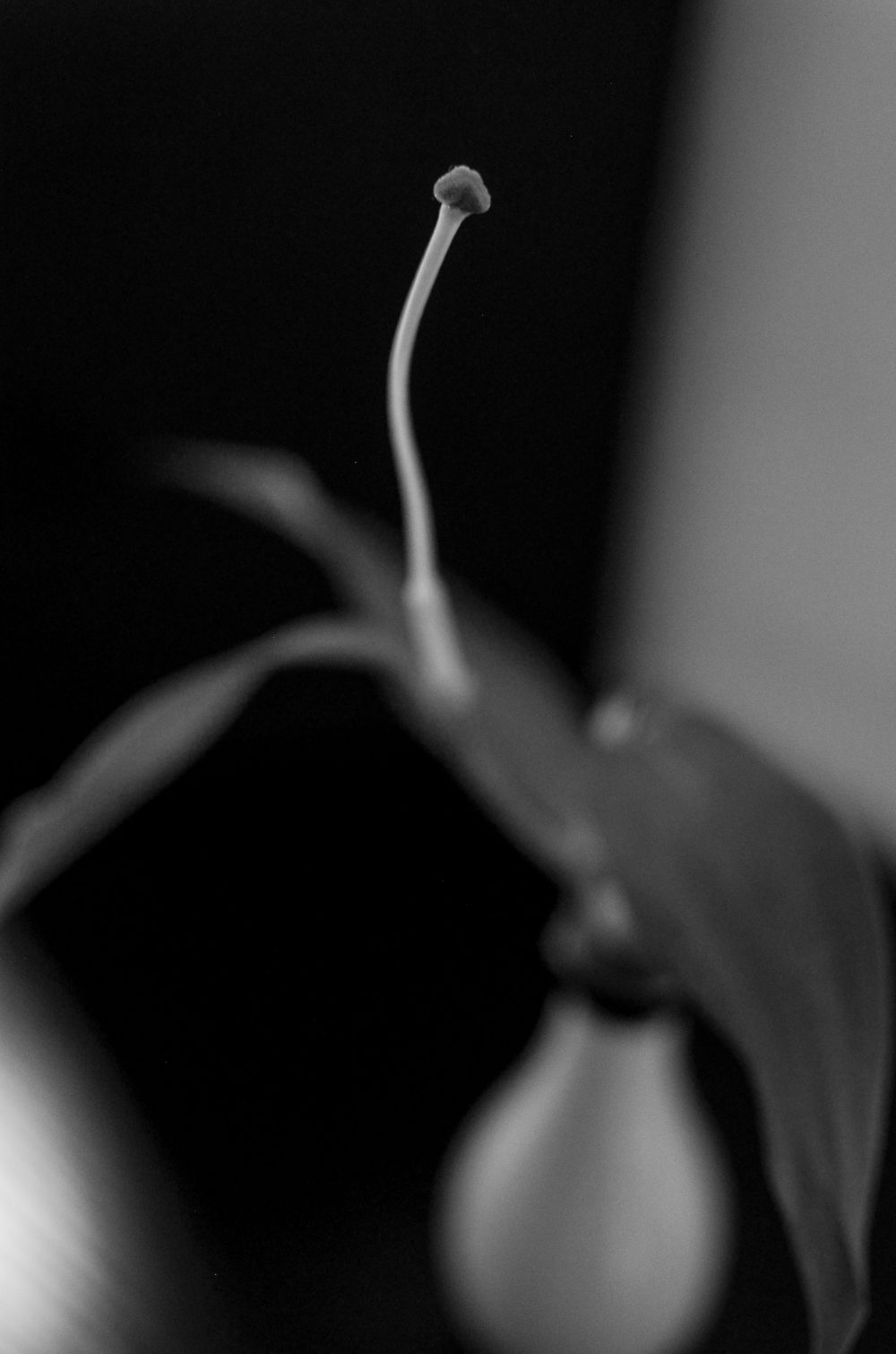 A black and white photograph of a short depth of field of a lily stigma and style in a vase.