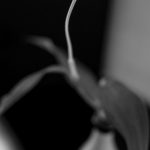 A black and white photograph of a short depth of field of a lily stigma and style in a vase.