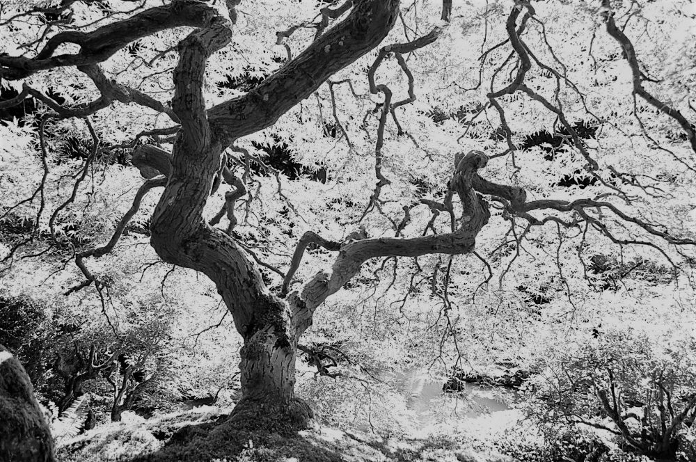 A black and white photograph of a backlit Japanese maple tree in the fall.