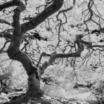 A black and white photograph of a backlit Japanese maple tree in the fall.