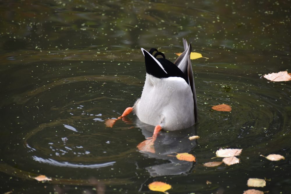 A photo of mallard drake dabbling in a pond with fall leaves scattered across.