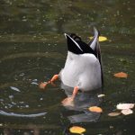 A photo of mallard drake dabbling in a pond with fall leaves scattered across.