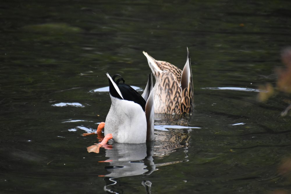 A pair of mallards dabbling in a pond with their butts in the air.