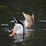 A pair of mallards dabbling in a pond with their butts in the air.