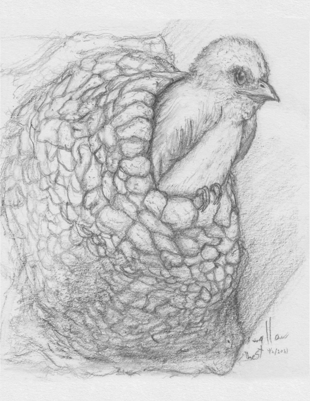 A classic American Swallow faintly looking perturbed as it sits at the edge of its nest, which appears like it is made of small mud balls in a spiral.