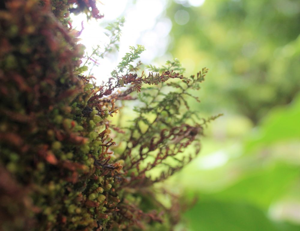 green-grey, soft moss growing on a tree trunk