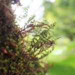 green-grey, soft moss growing on a tree trunk