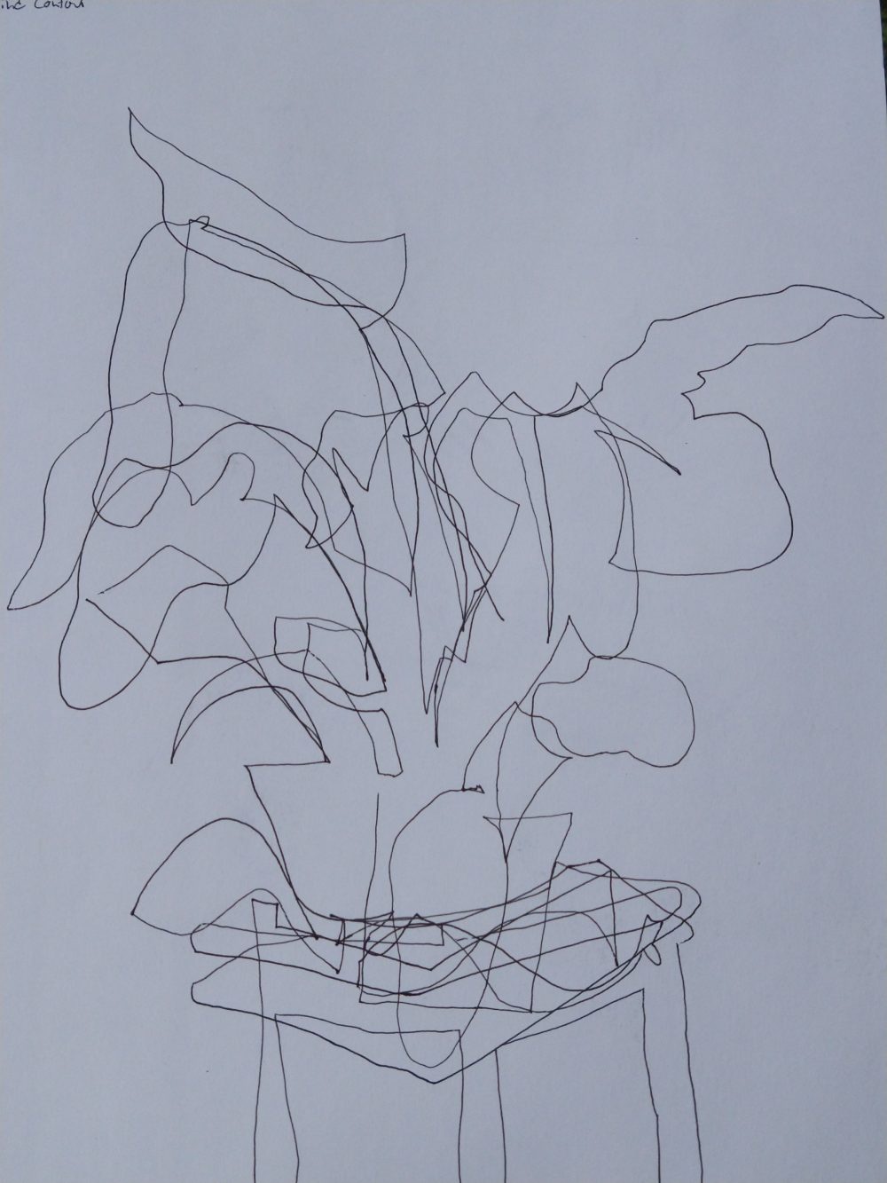 A drawing in black and white of a houseplant on a table, done in ballpoint pen on drawing paper using a blind contour method.